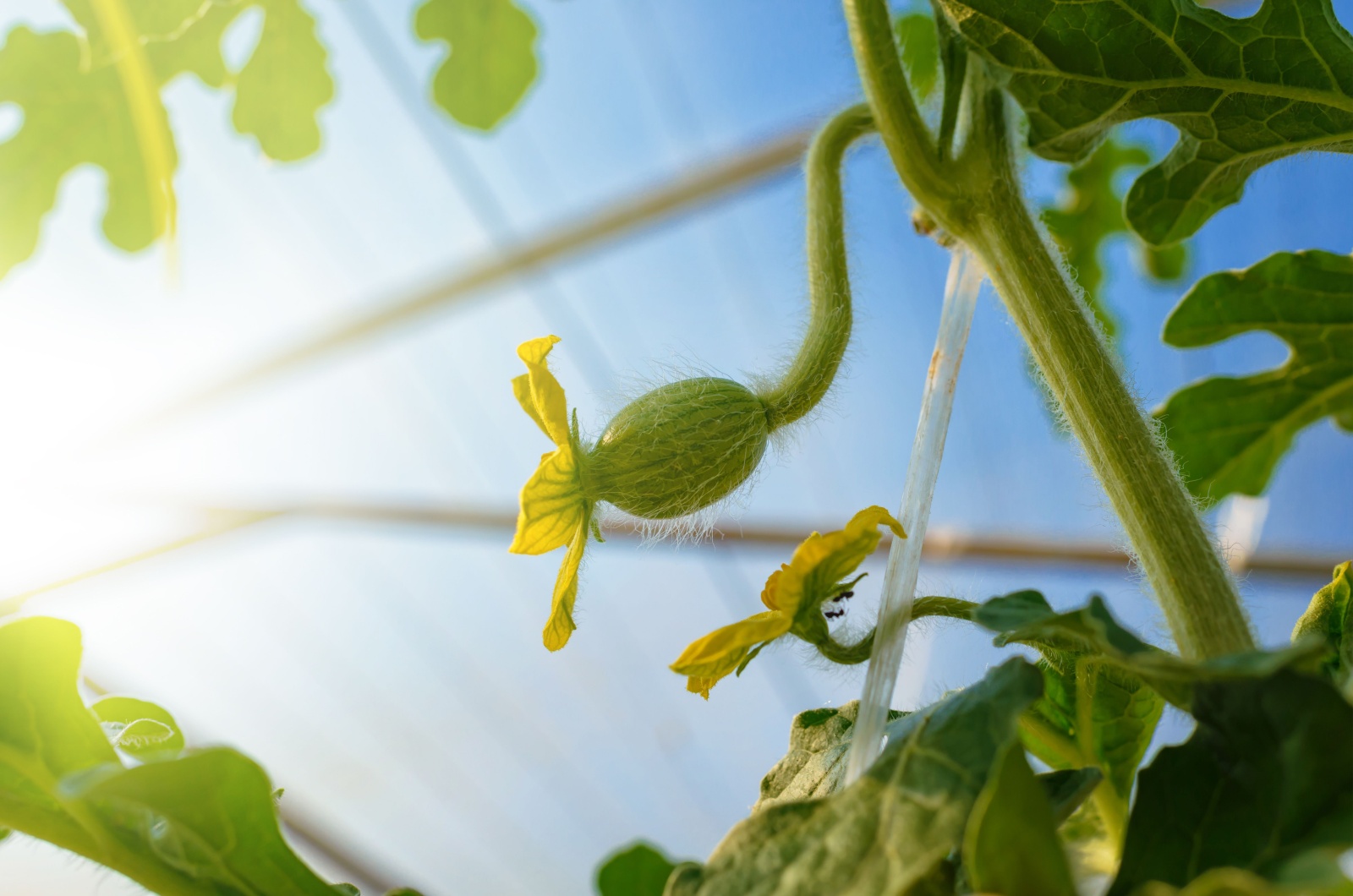 Watermelon growing