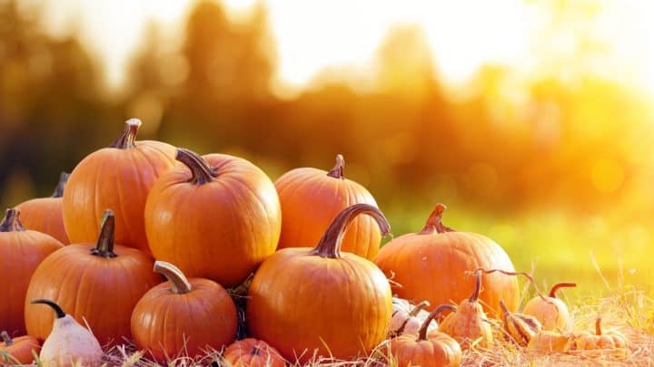 What Is The Average Pumpkin Weight?