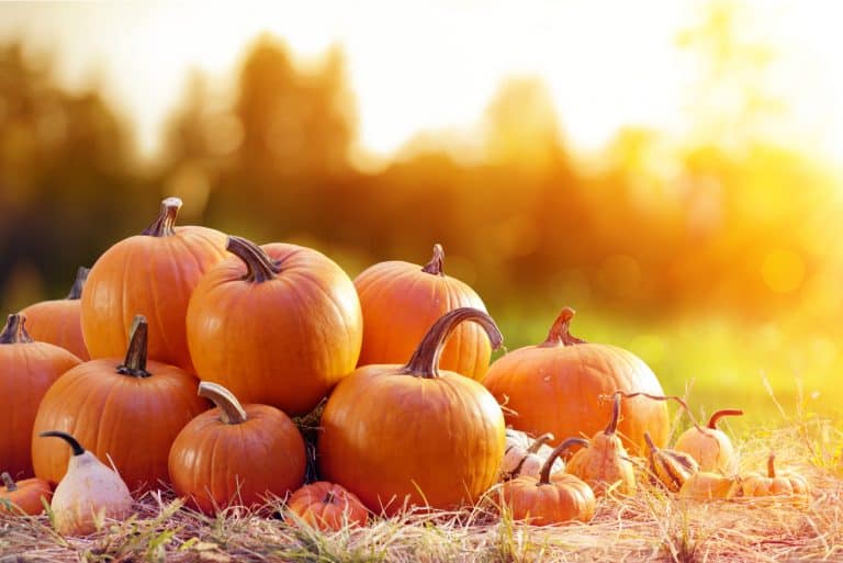 group of pumpkins on field in sunset