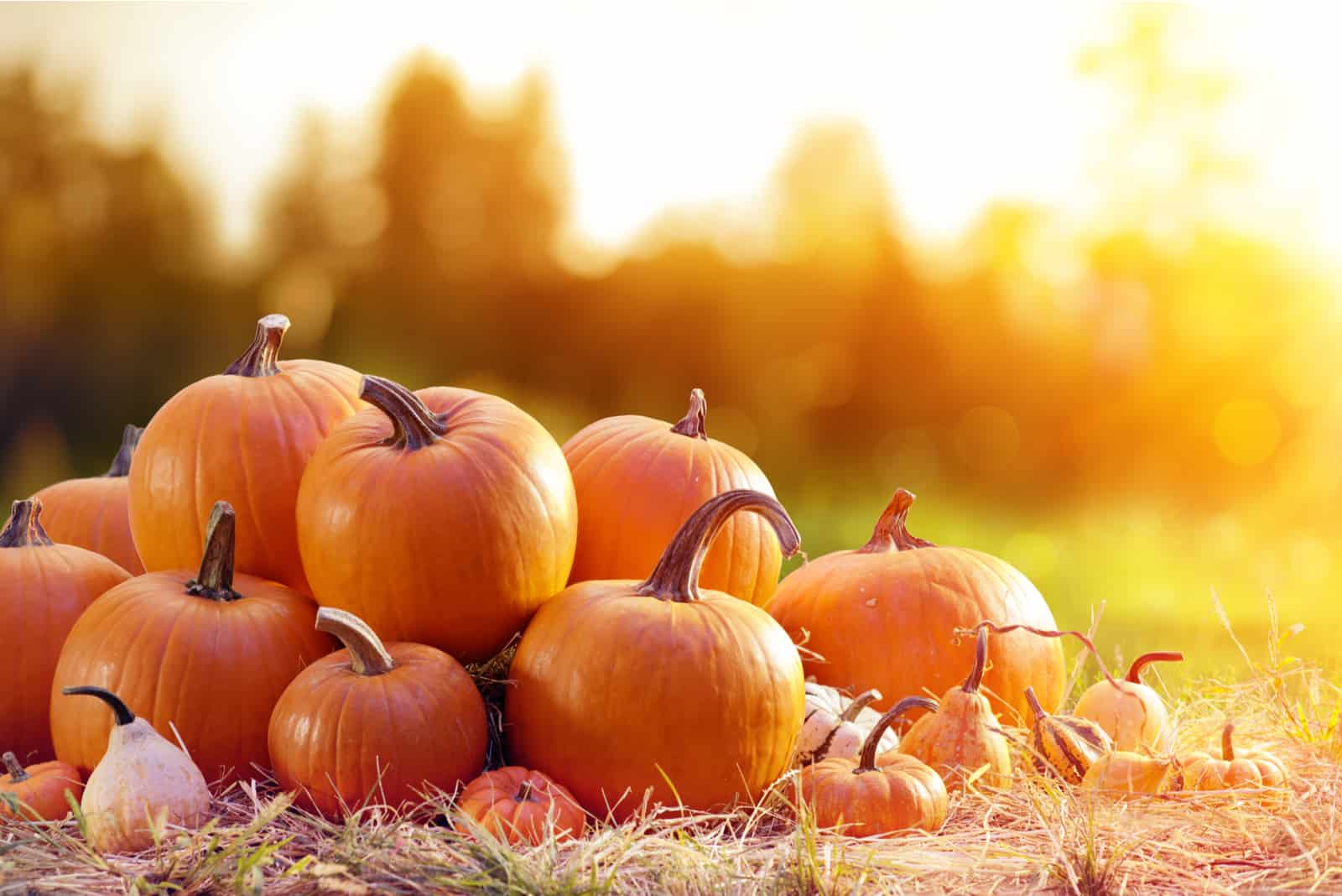 What Is The Average Pumpkin Weight?