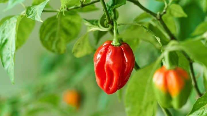 When To Pick Habanero: Answering All Your Questions