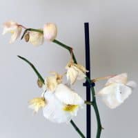 white orchid dying