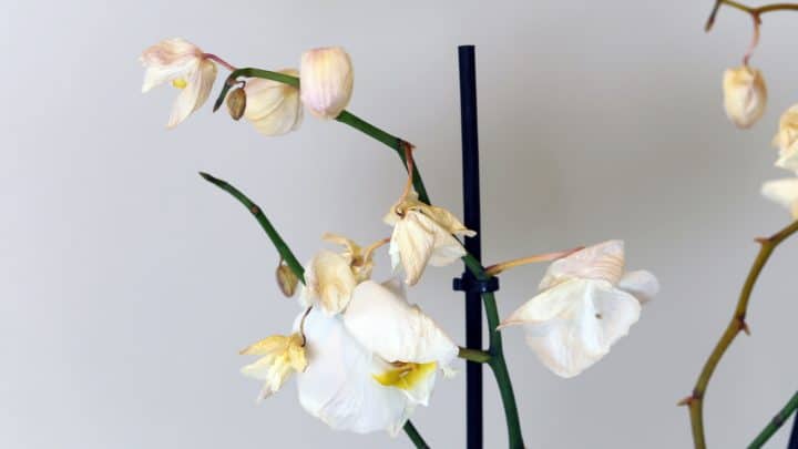 Why Is My Orchid Dying? 11 Reasons And Solutions