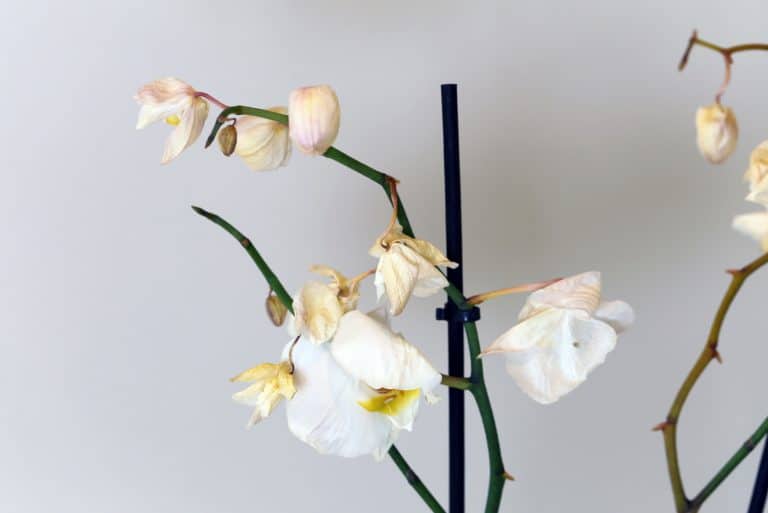 white orchid dying