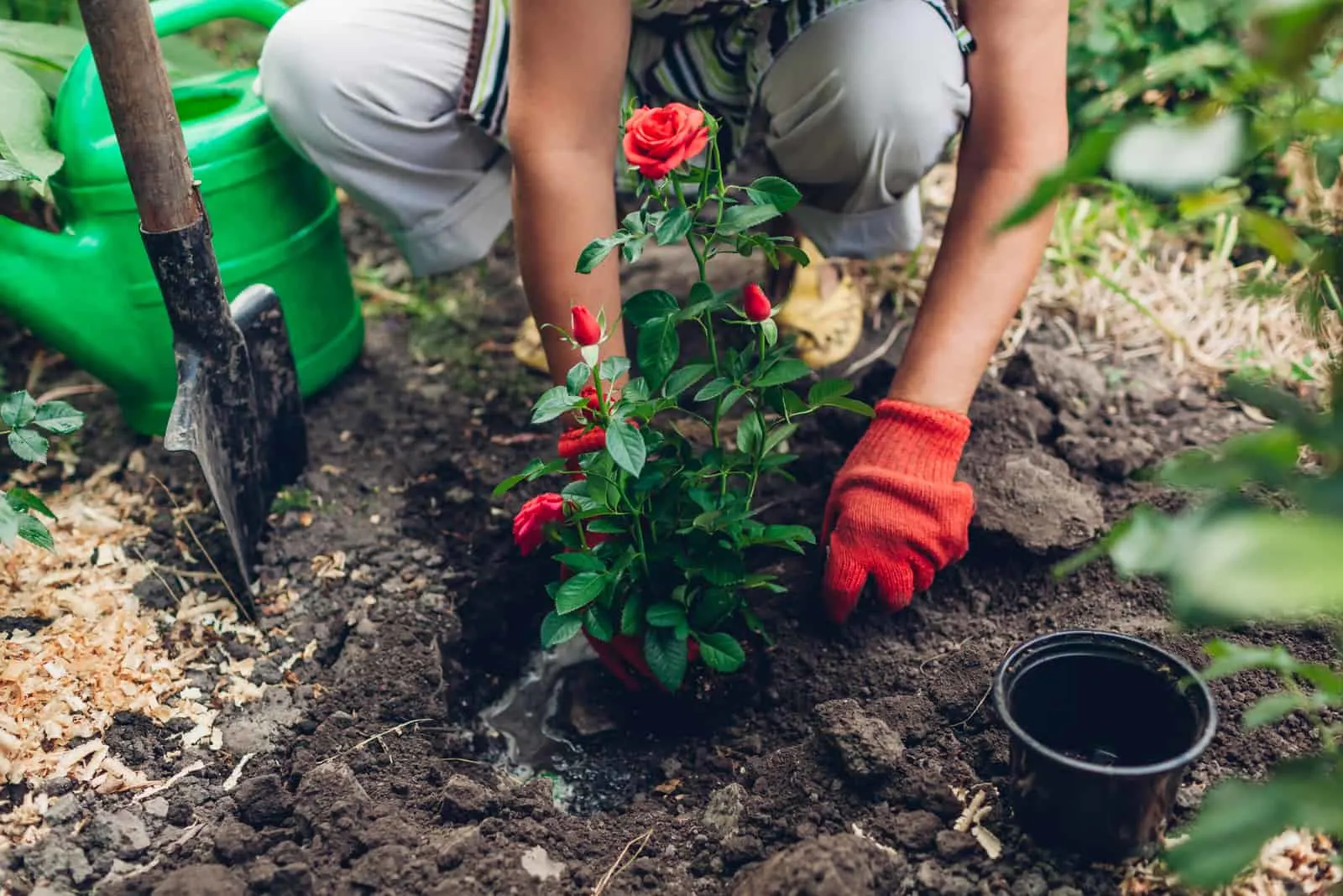 Woman gardener transplanting red roses flowers from pot into wet soil
