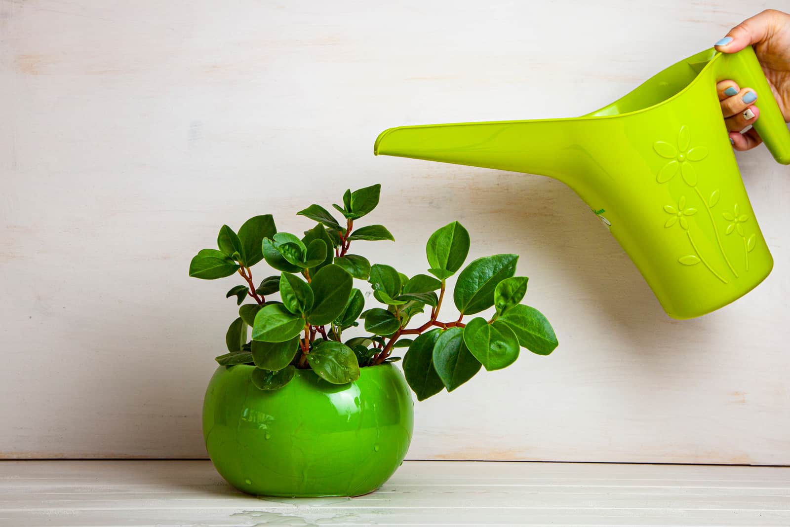 Woman is watering a houseplant from a watering can