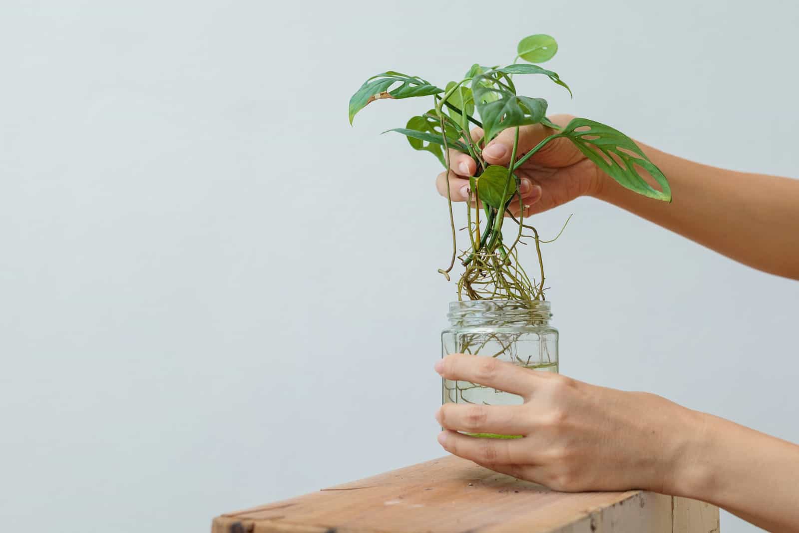 Woman propagating monstera plant from leaf cutting in water
