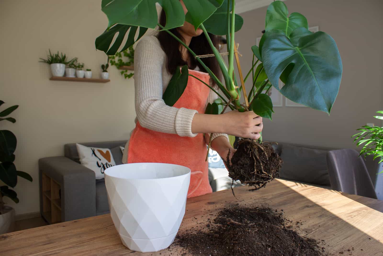 Woman taking care of home plant monstera