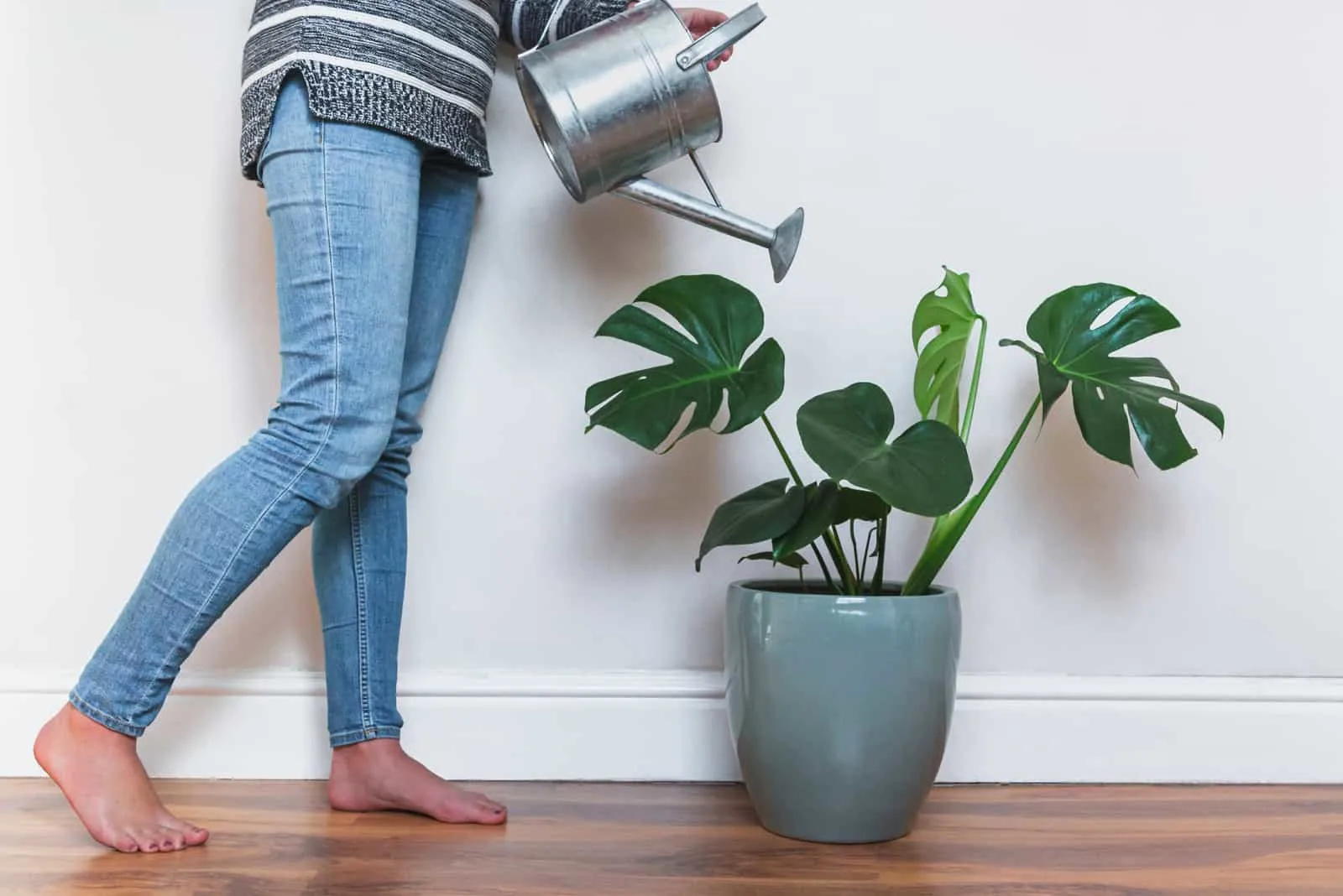Woman watering a monstera at home