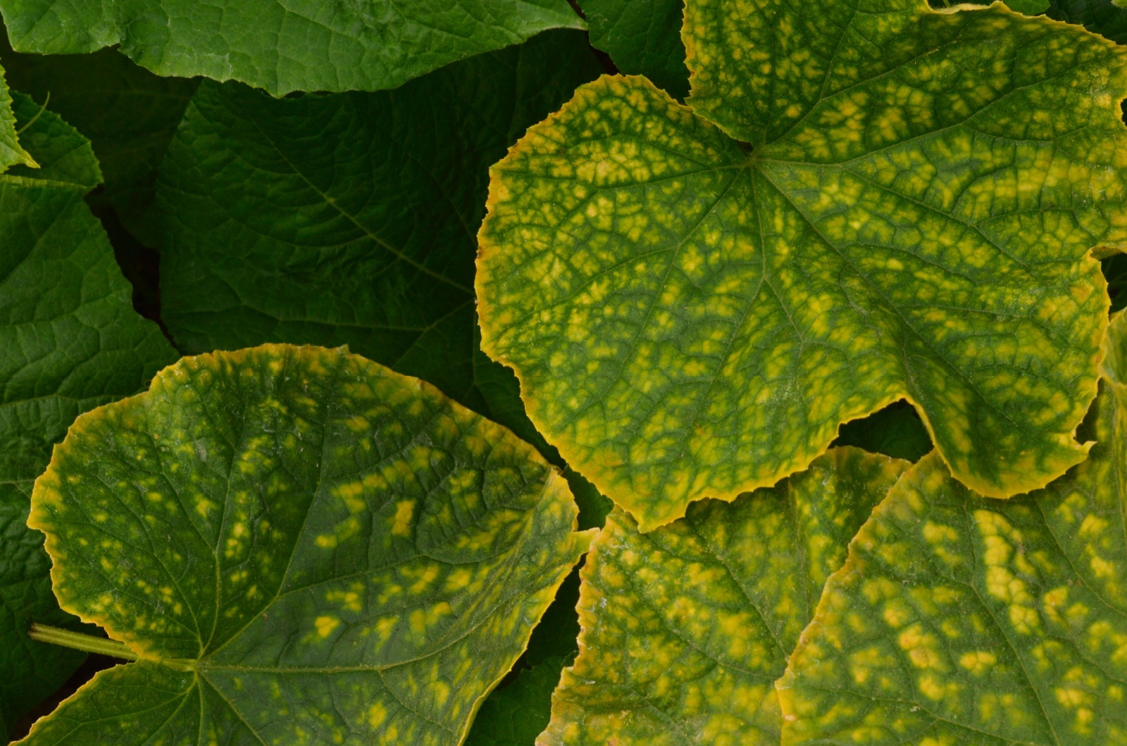 Yellow Cucumber Leaves