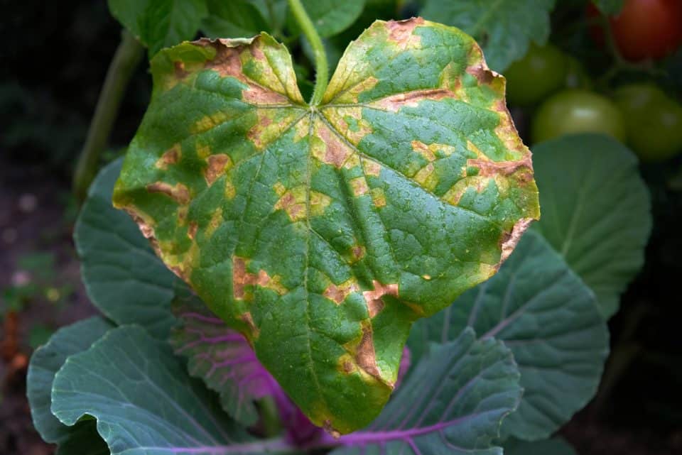 Cucumber Leaves Turning Yellow? 5 Causes And Their Solutions
