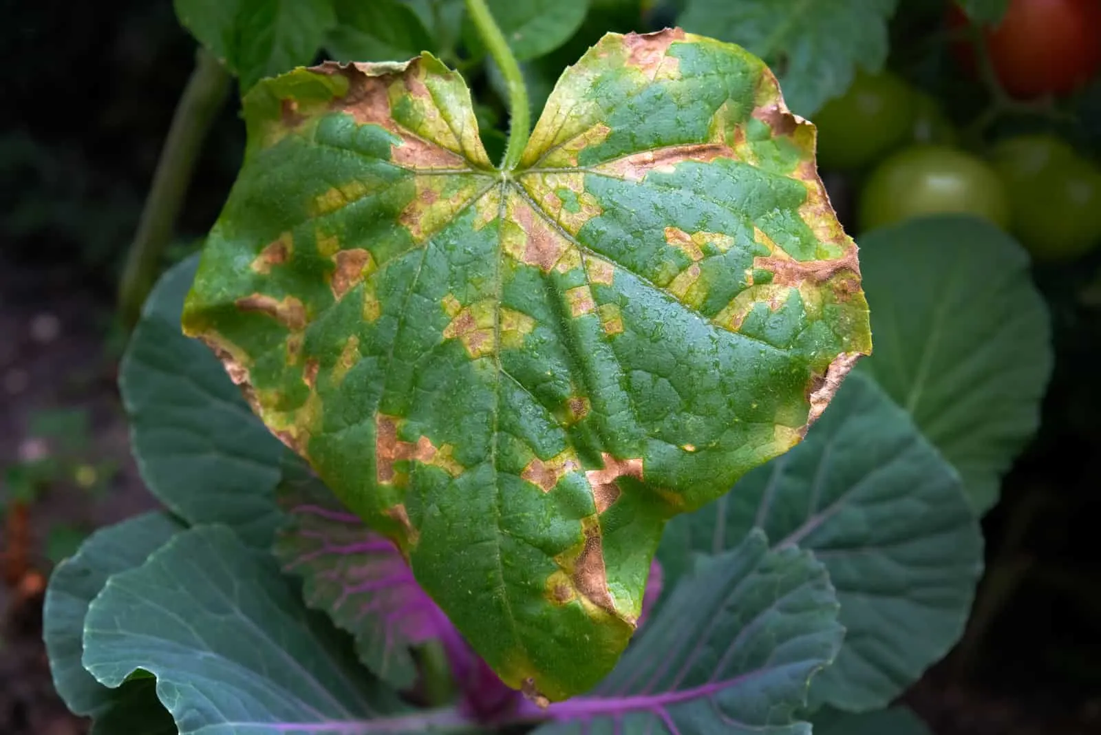 Yellow spots on the leaves of cucumbers