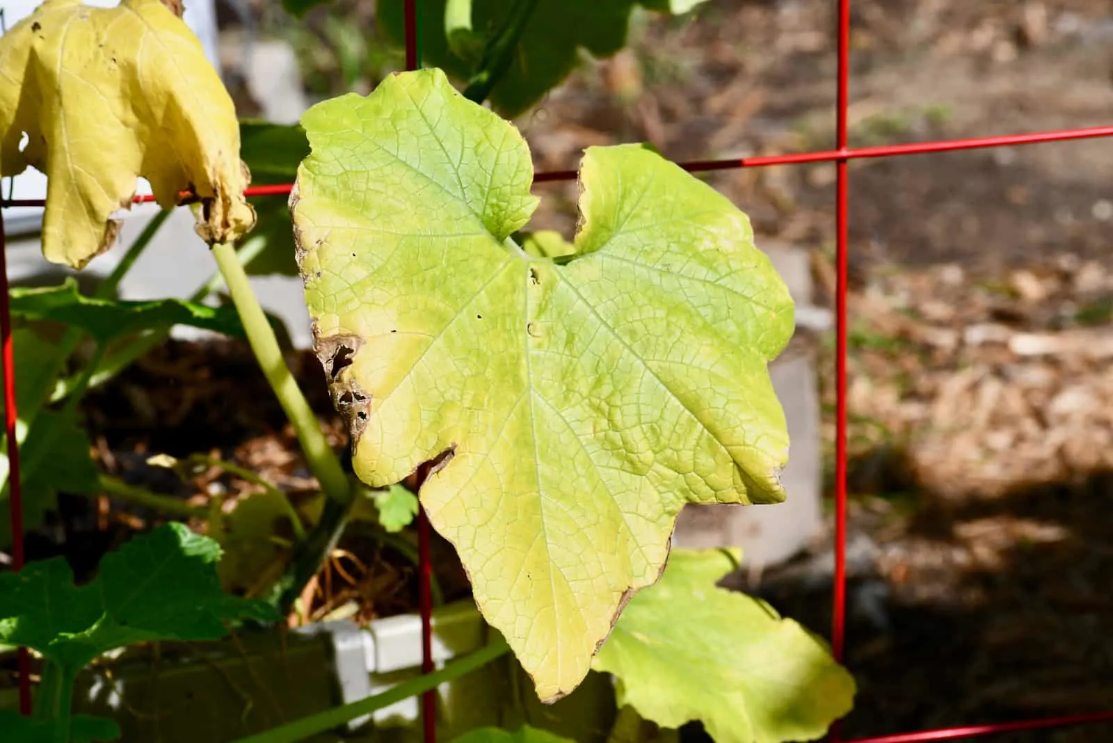 a cucumber leaf that has turned yellow