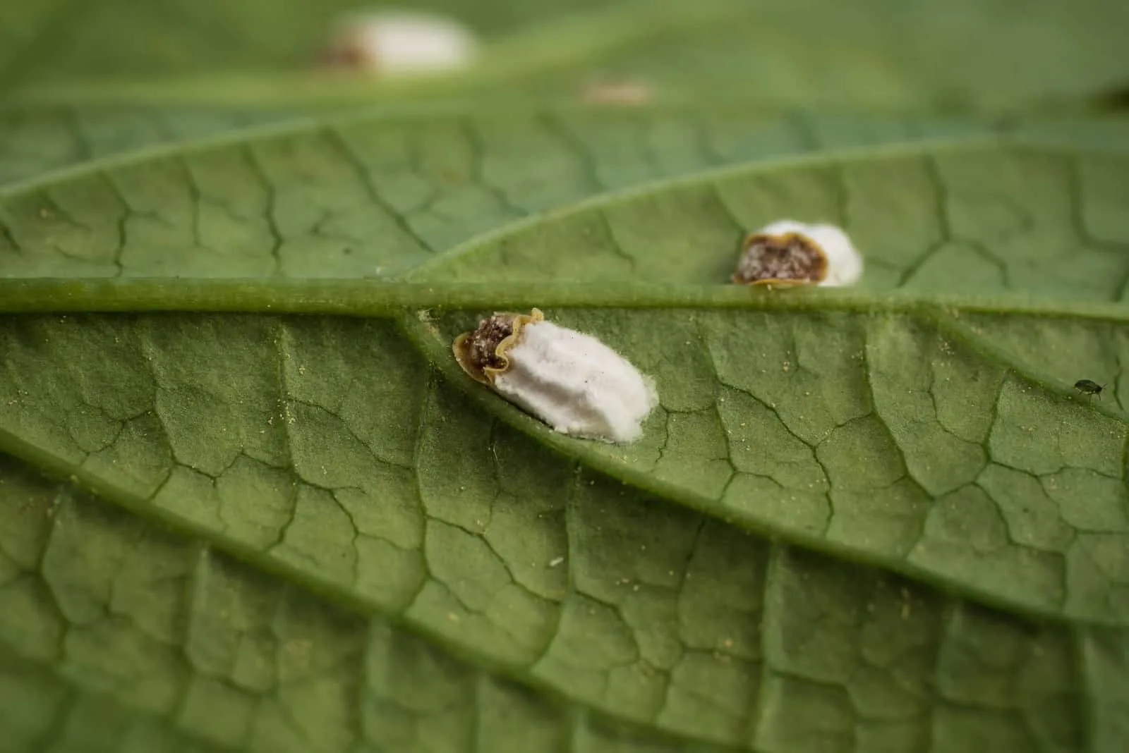 a scale insect or hydrangea scale sucking on a leaf 