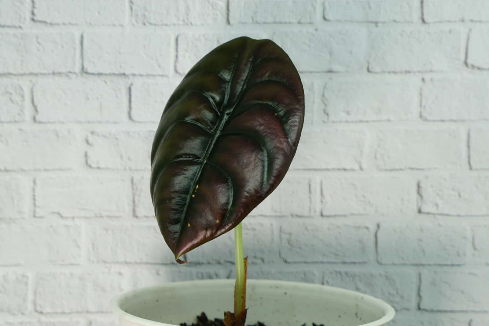 alocasia cuprea red secret exotic houseplant in white pot