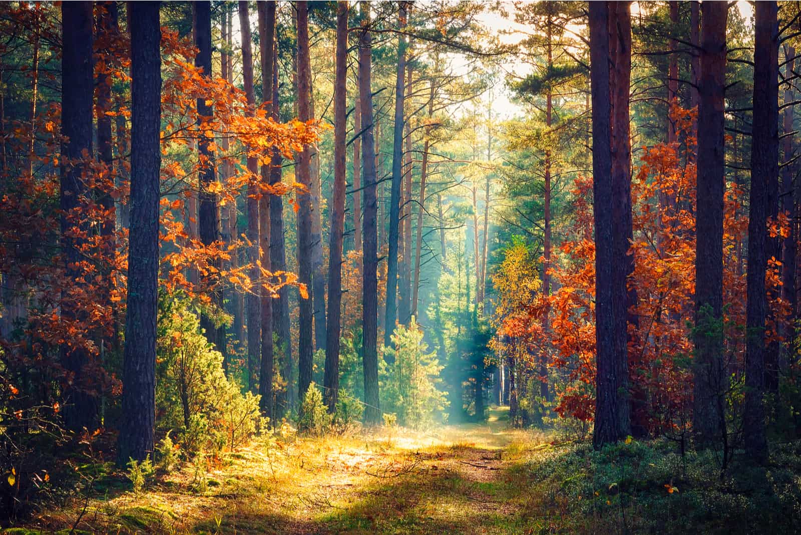 autumn forest in morning