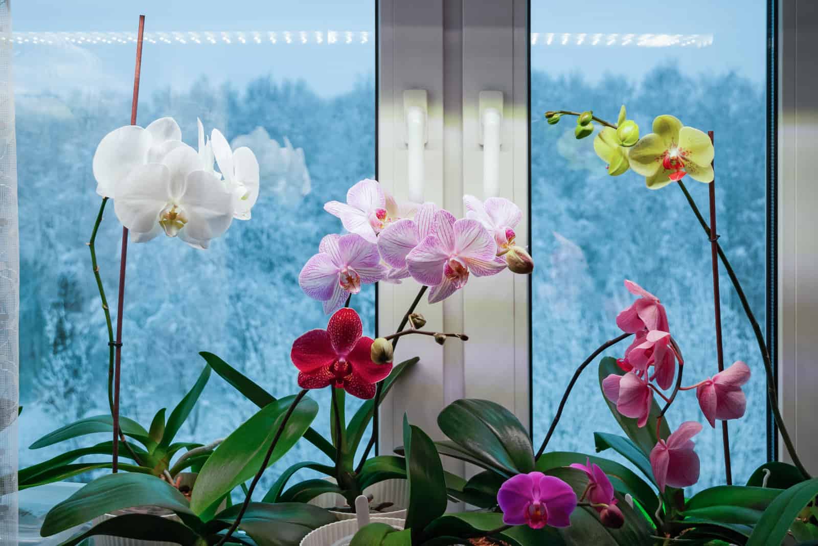 beautiful orchids flowering on window