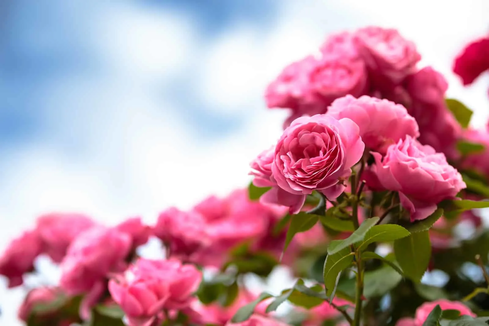 beautiful pink roses in garden on sunlight