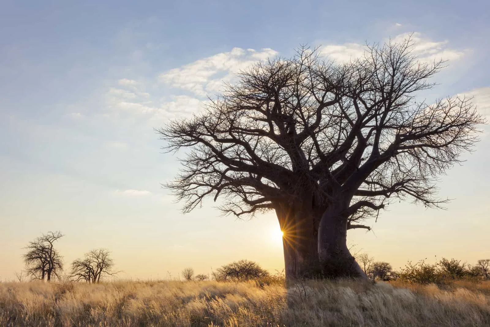 big African baobab tree