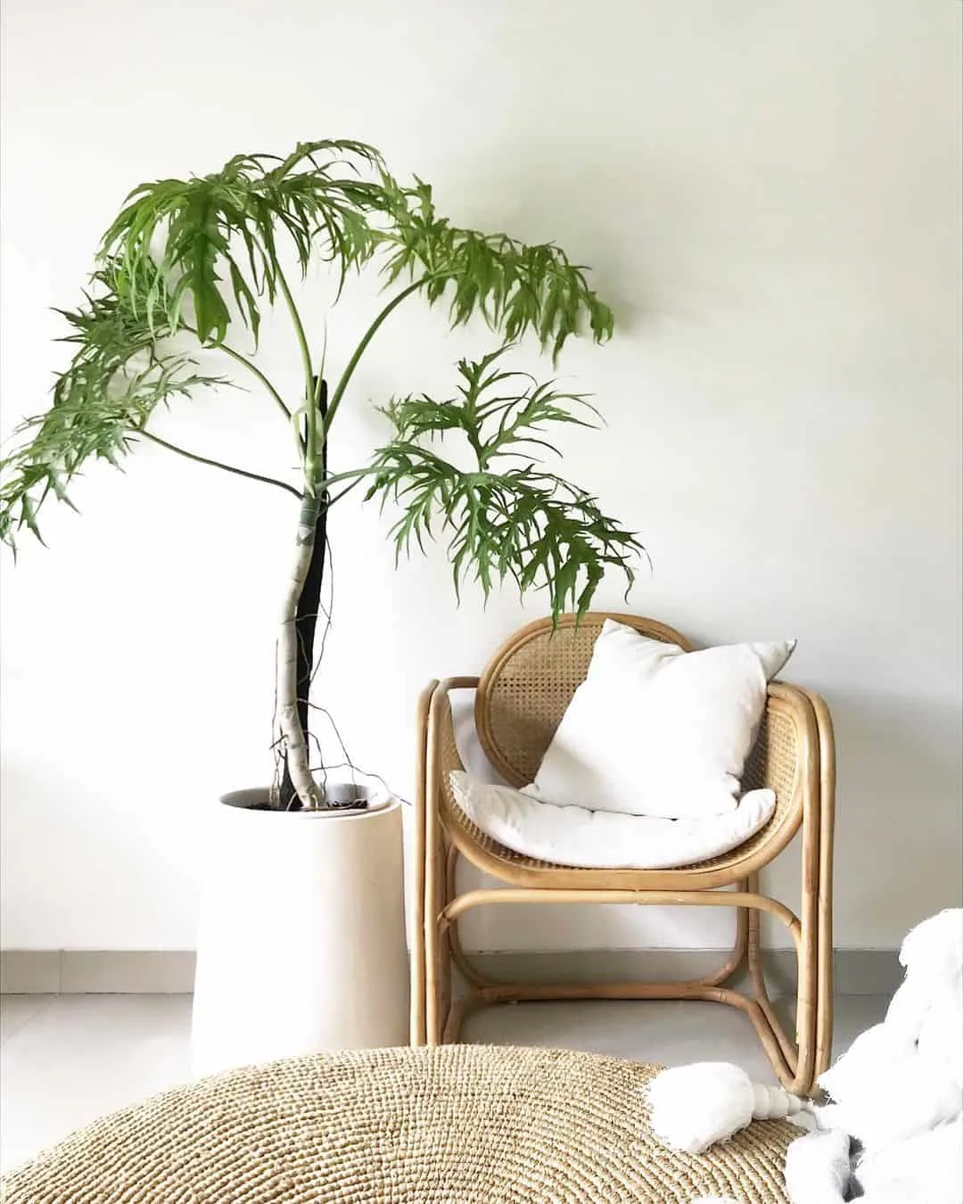 big Philodendron Warscewiczii and chair with white wall