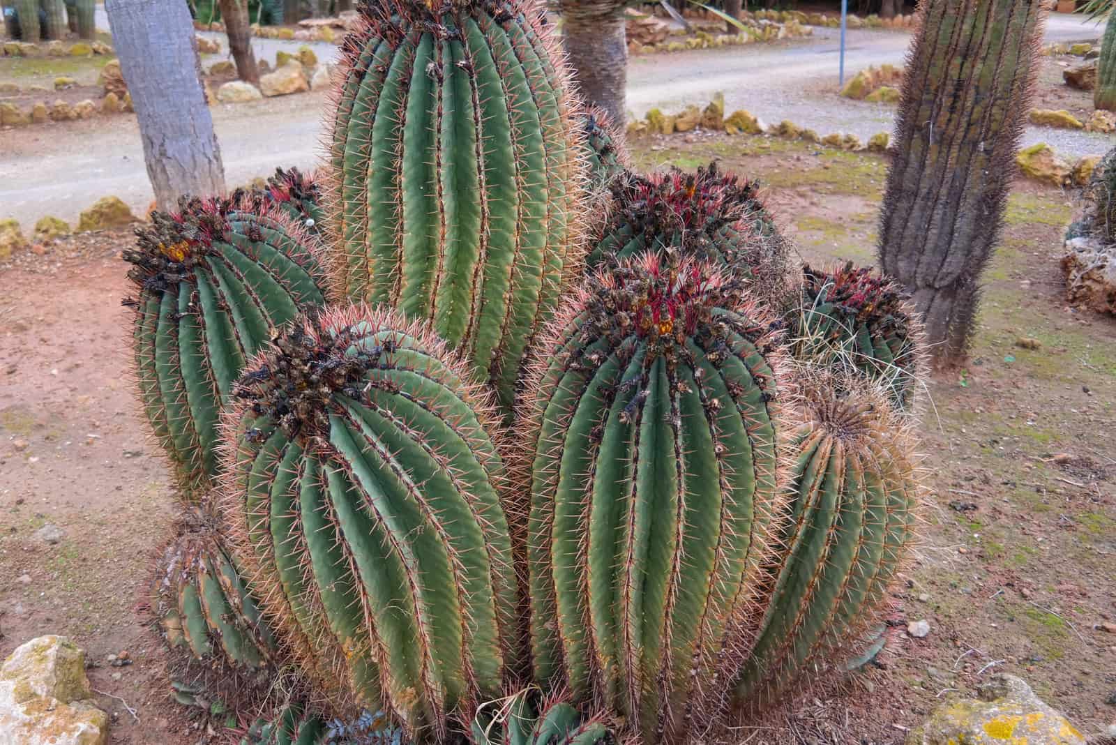 big ferocactus wislizeni in garden