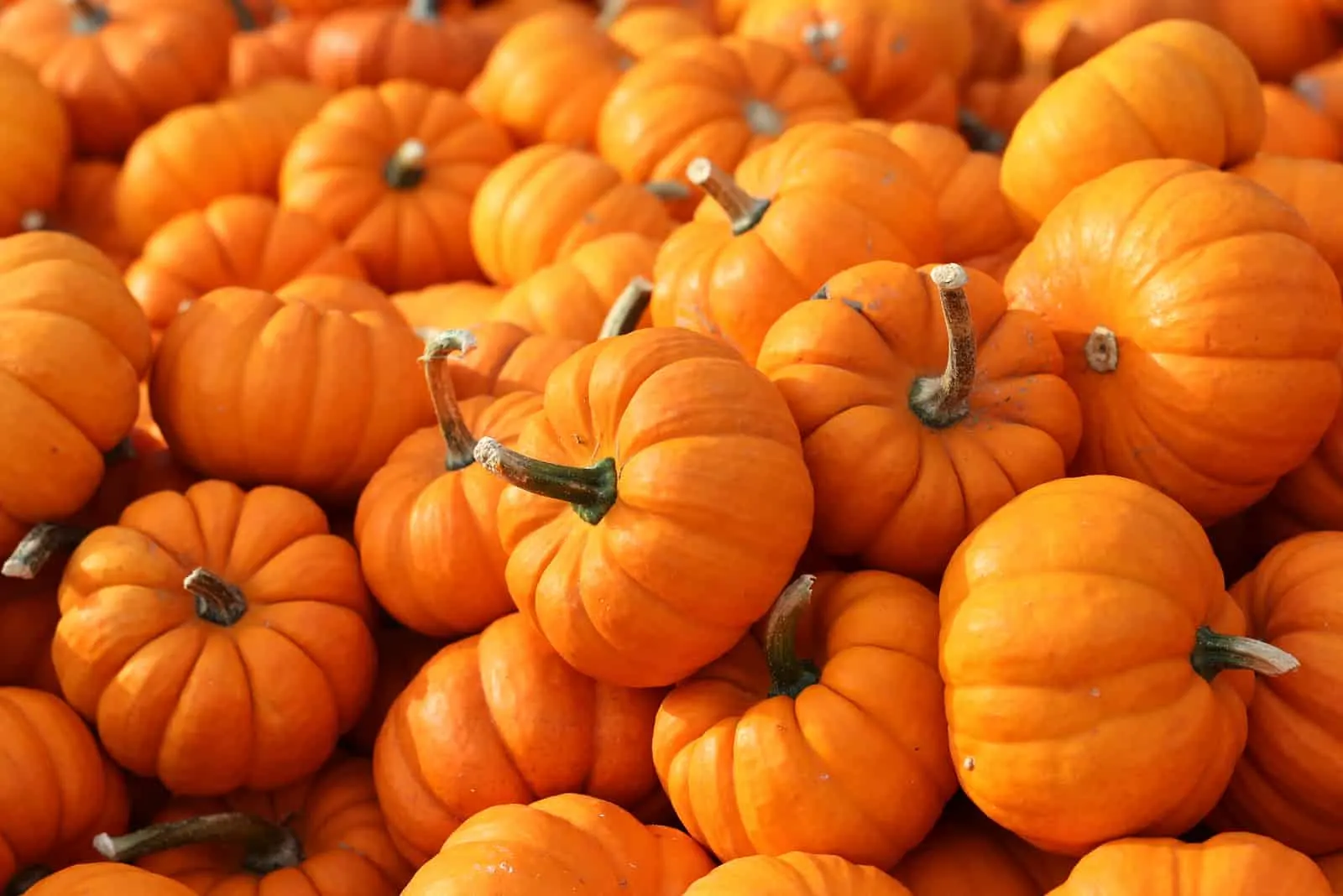 big group of pumpkins 