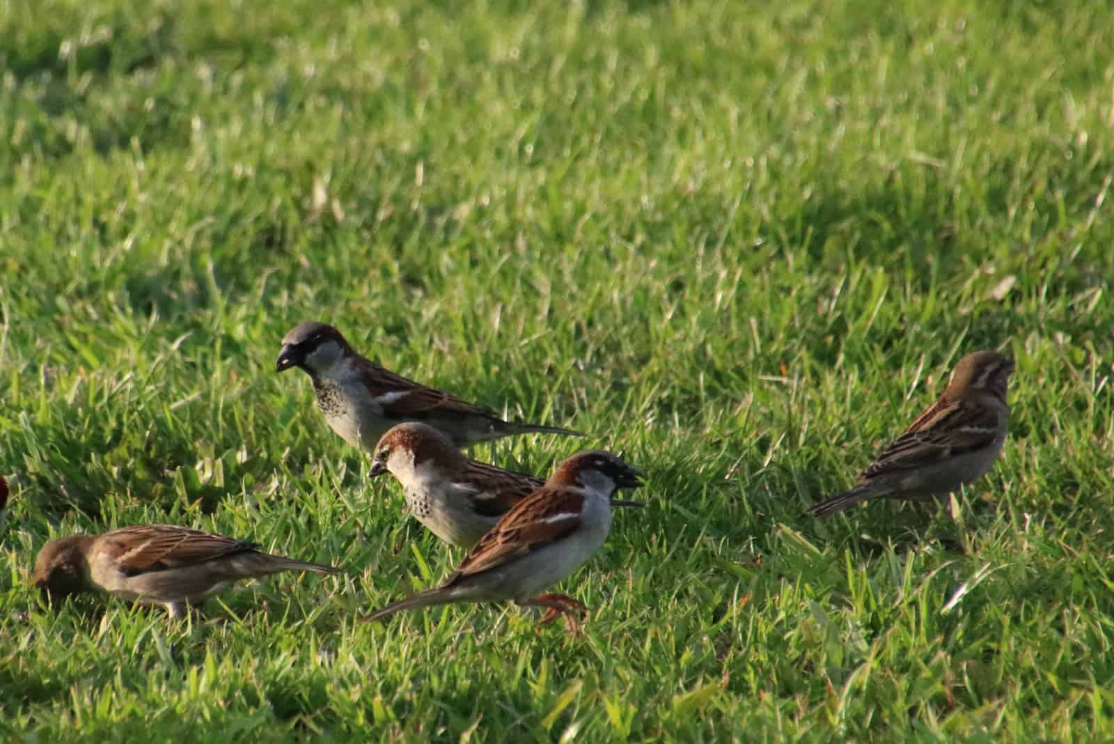 birds on lawn