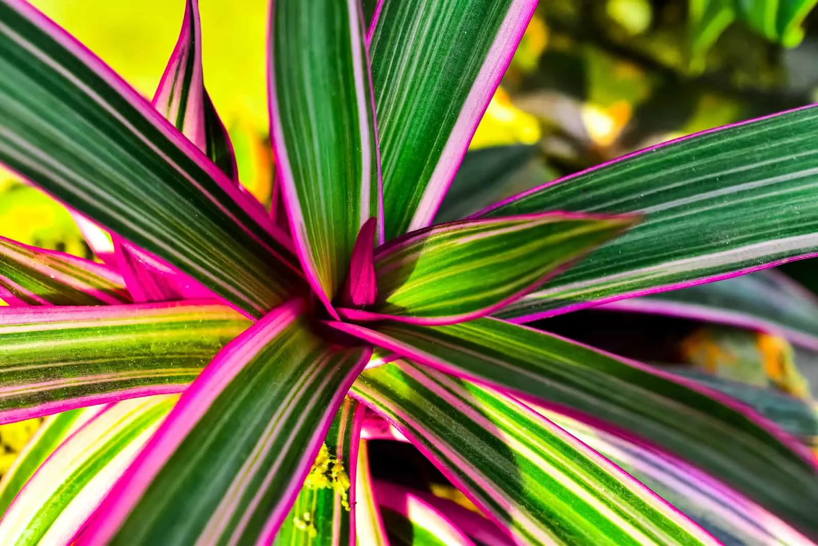 close photo of purple spider plant