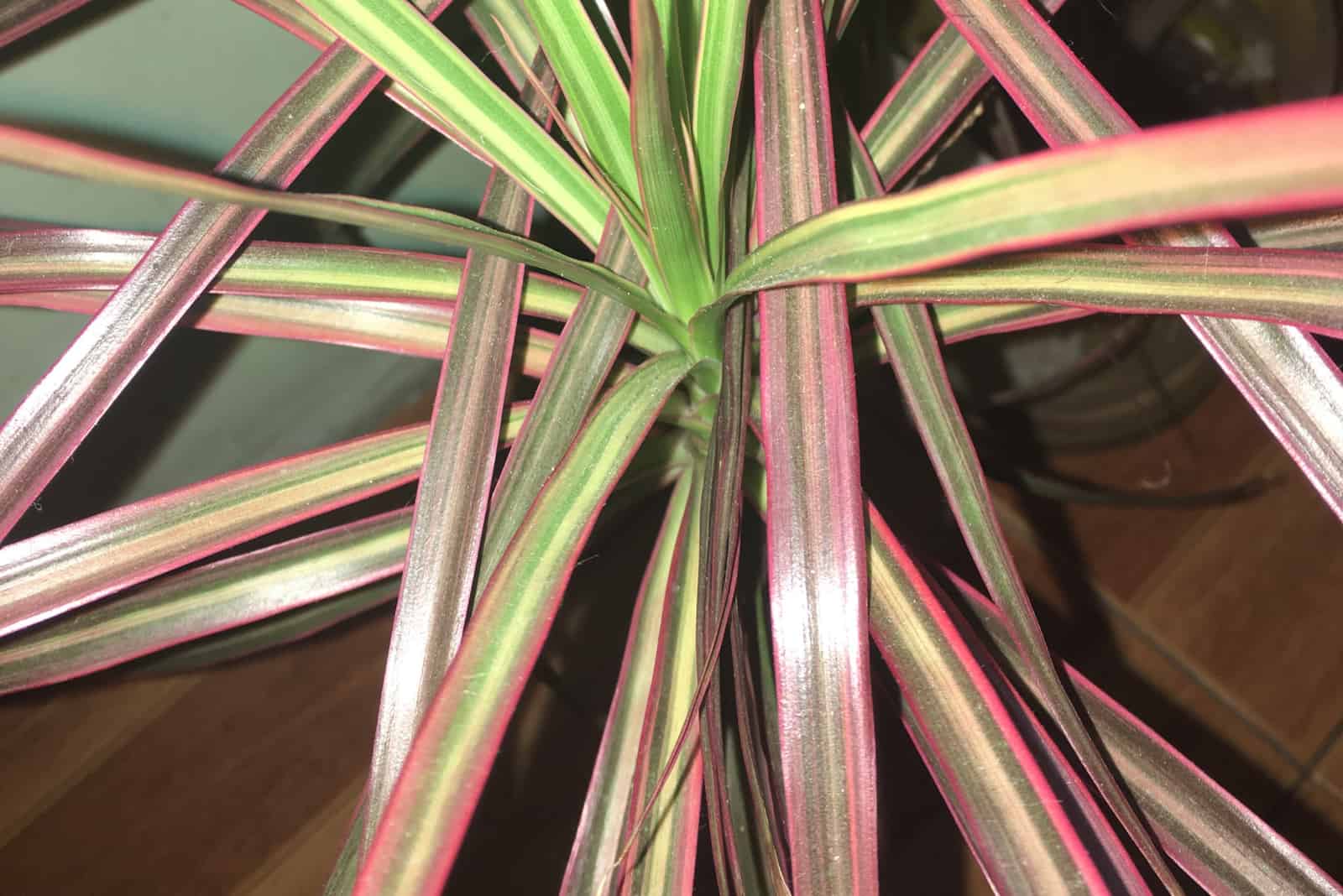 close shot of purple spider plant