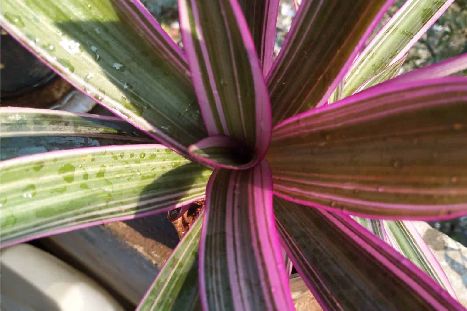 Purple Spider Plant Features And Care Guide