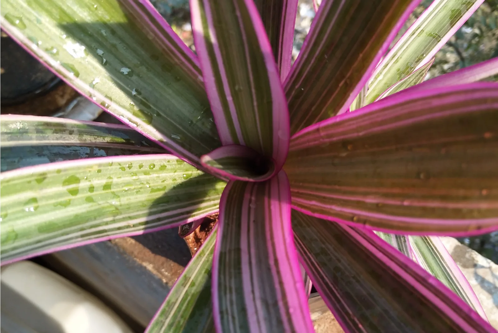 close up of Purple Spider Plant