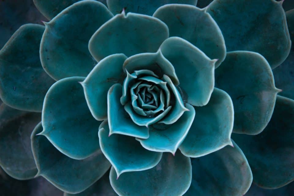 80 Succulent Quotes & Puns To Make Your Day