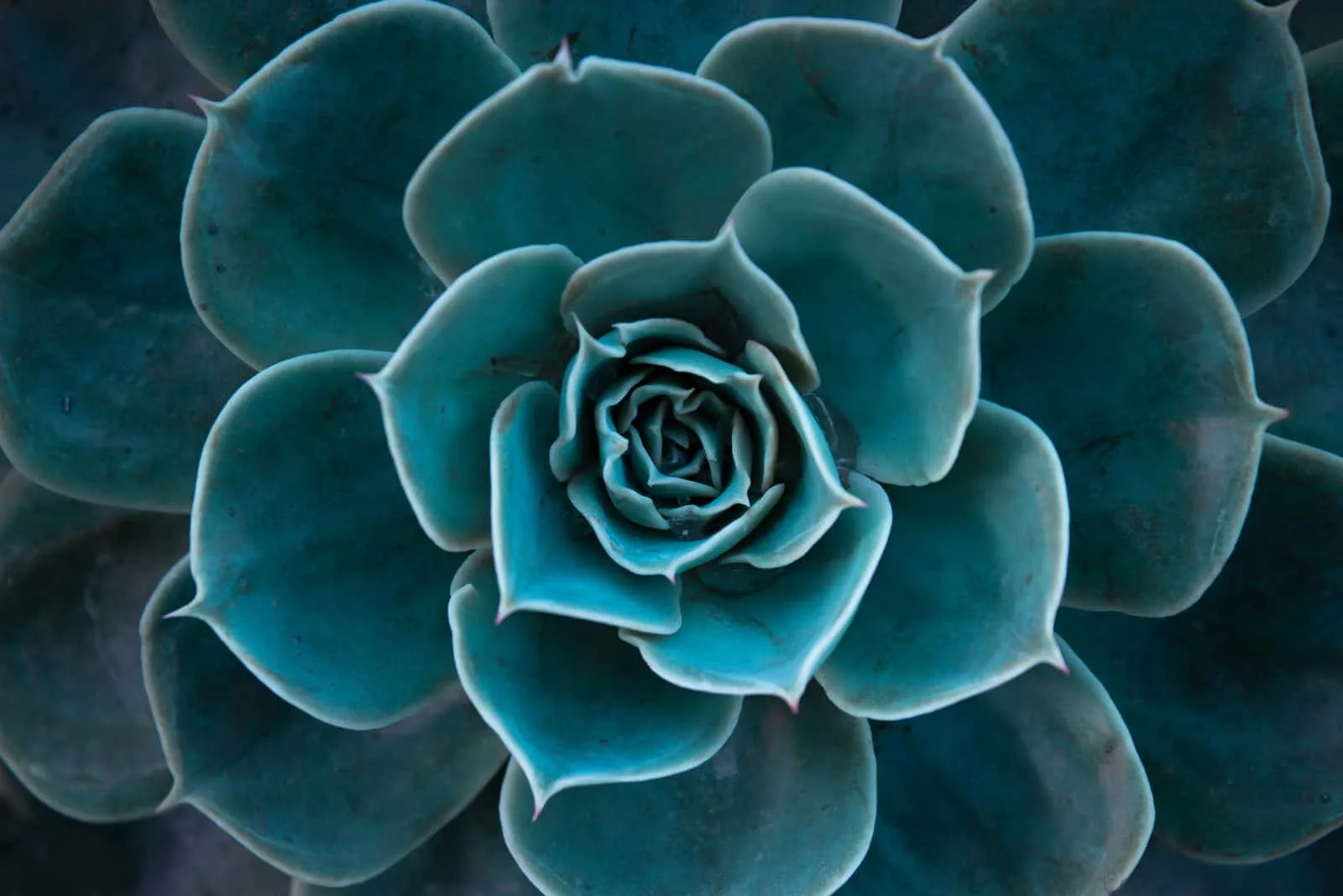 close up of succulent