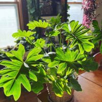 Philodendron in pot with sun shining on it