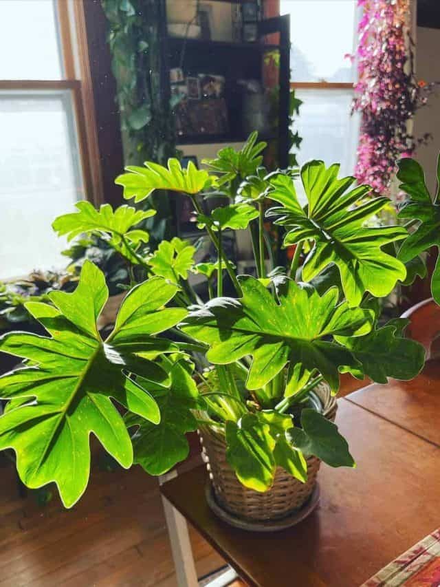 Learn More About Philodendron Deja Vu: Care Guide & More