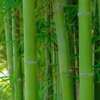 green bamboo