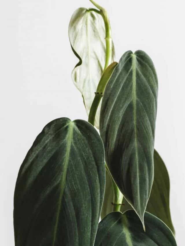 Complete Care Guide For Philodendron Gigas