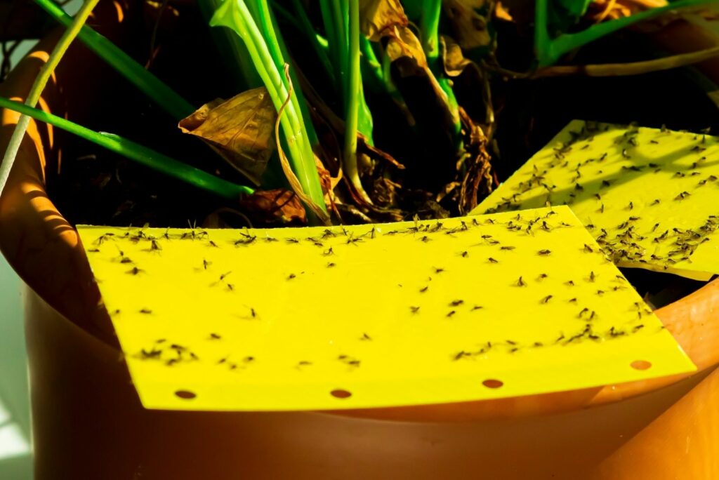 dark-winged fungus gnats are stuck on a yellow sticky trap