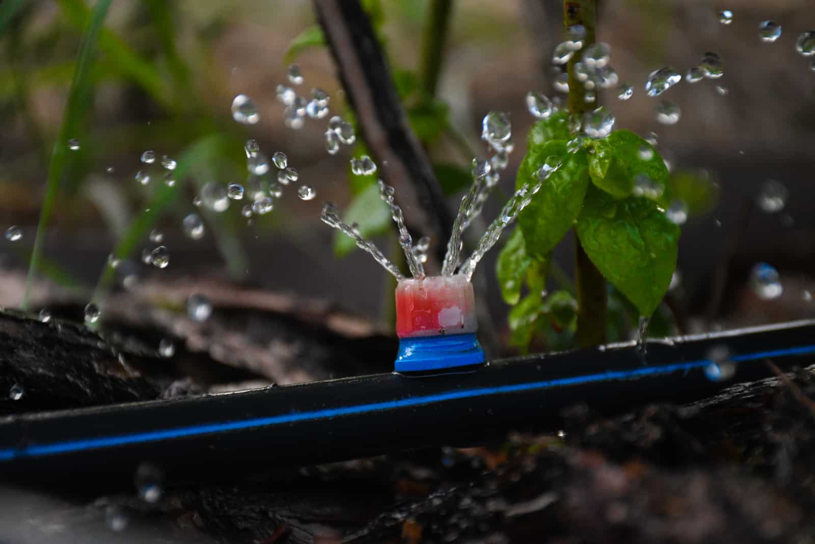 drip system watering plant