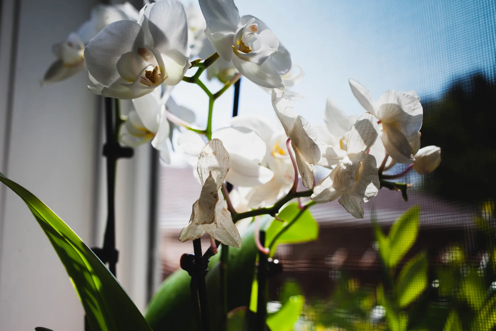 dying orchid plant in sunlight on window