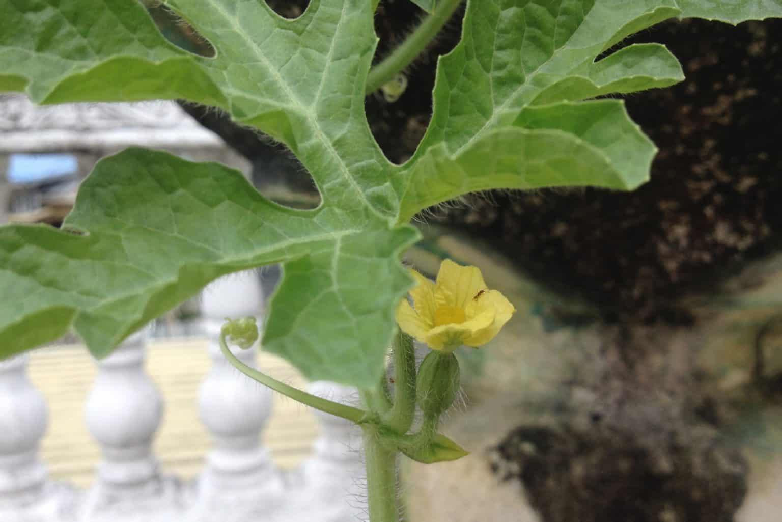 Male And Female Watermelon Differences and Features