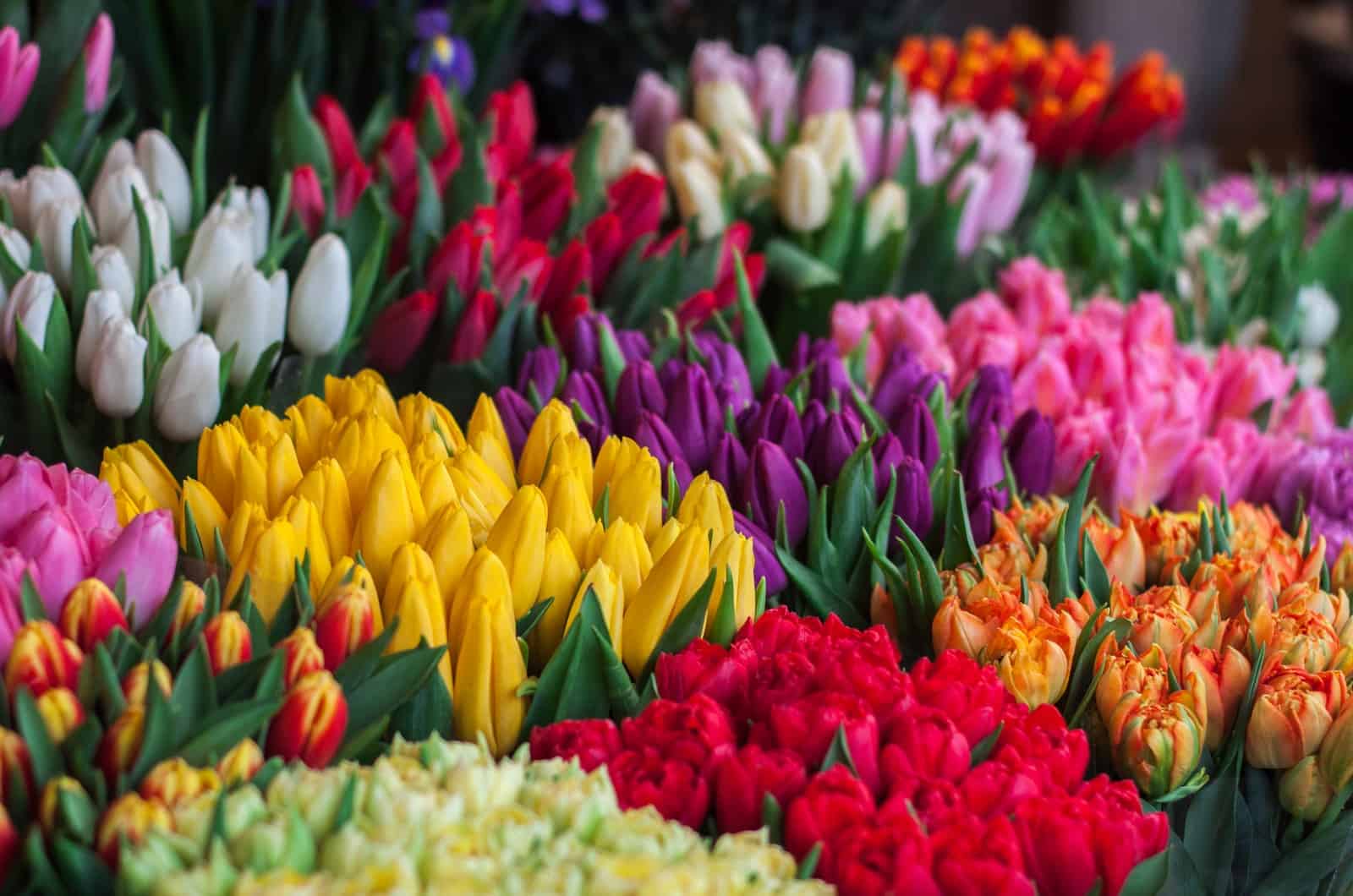 flower market full of tulips