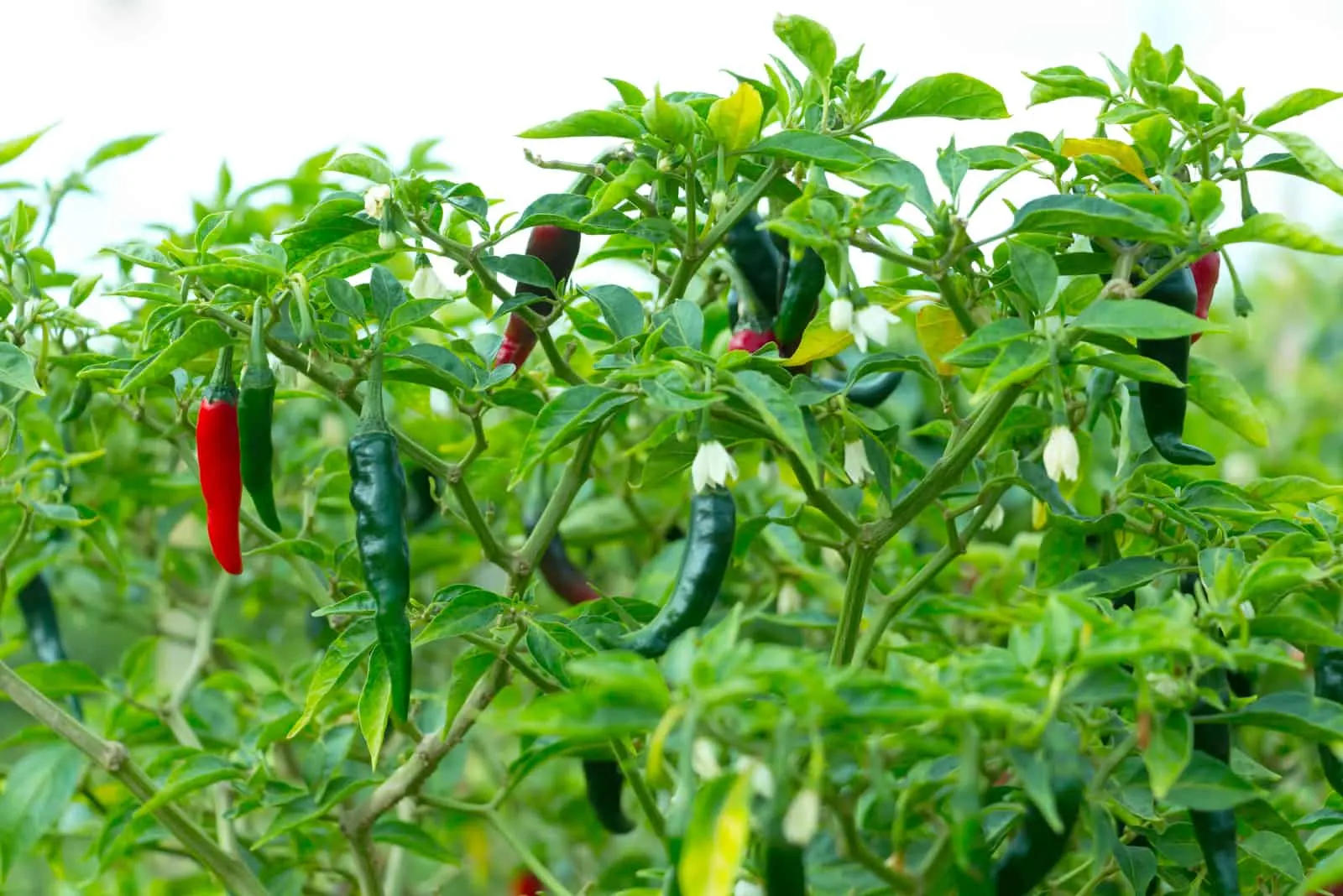 fresh peppers in the garden