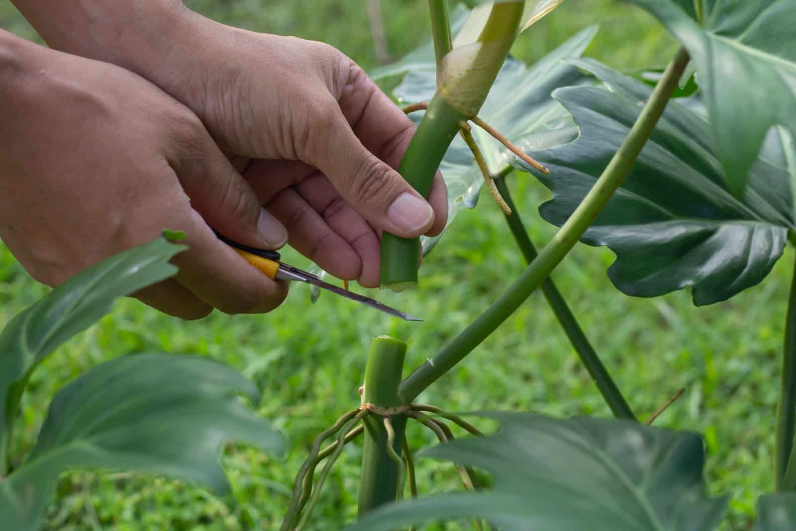 gardener holding a Philodendron plant to propagate as a new plant