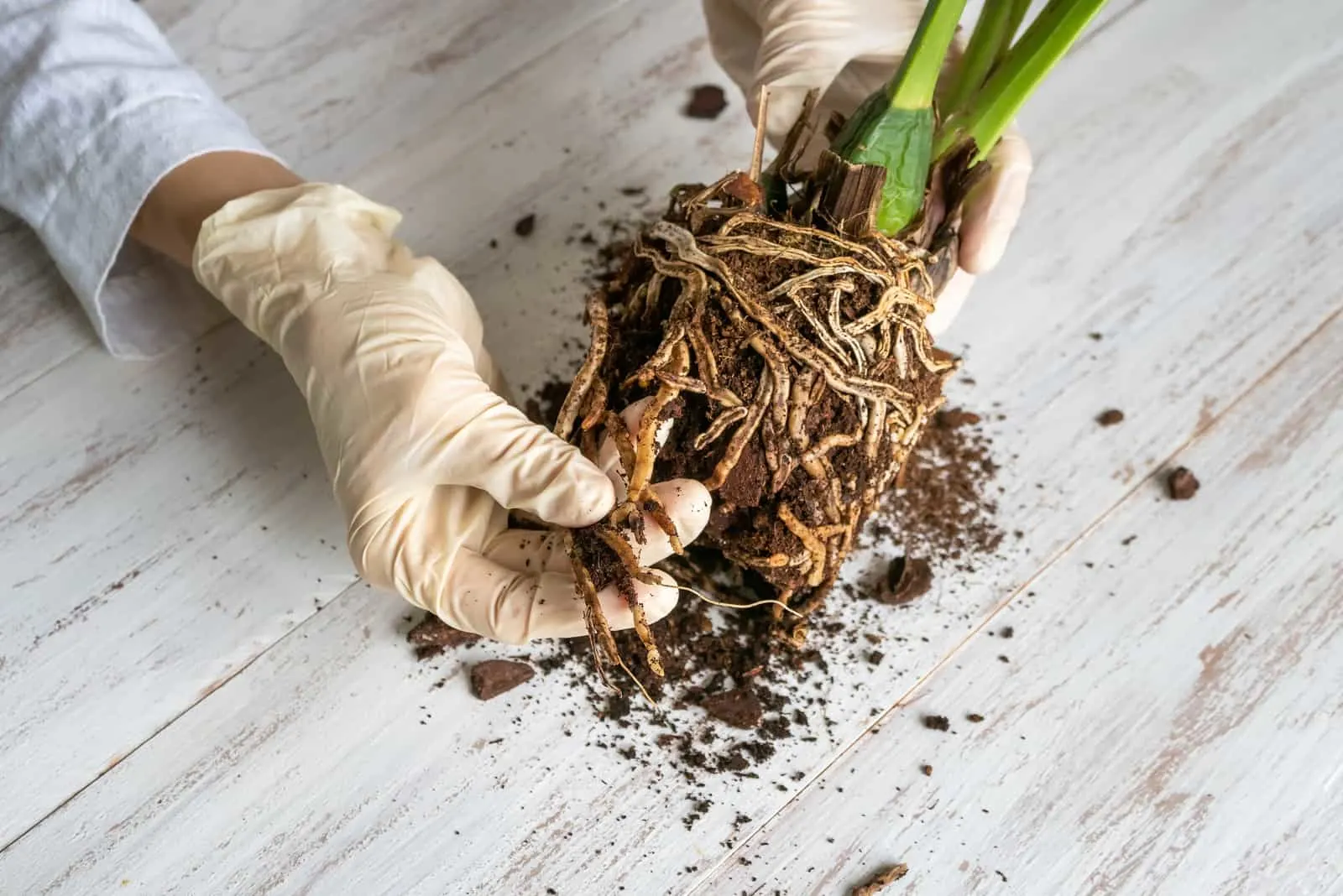 gardener shows the damaged diseased orchid roots on the table