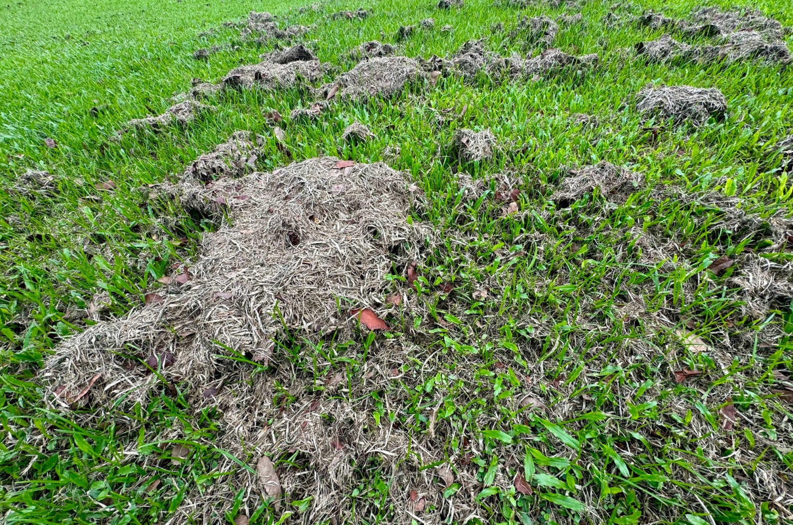 grass clippings left on field