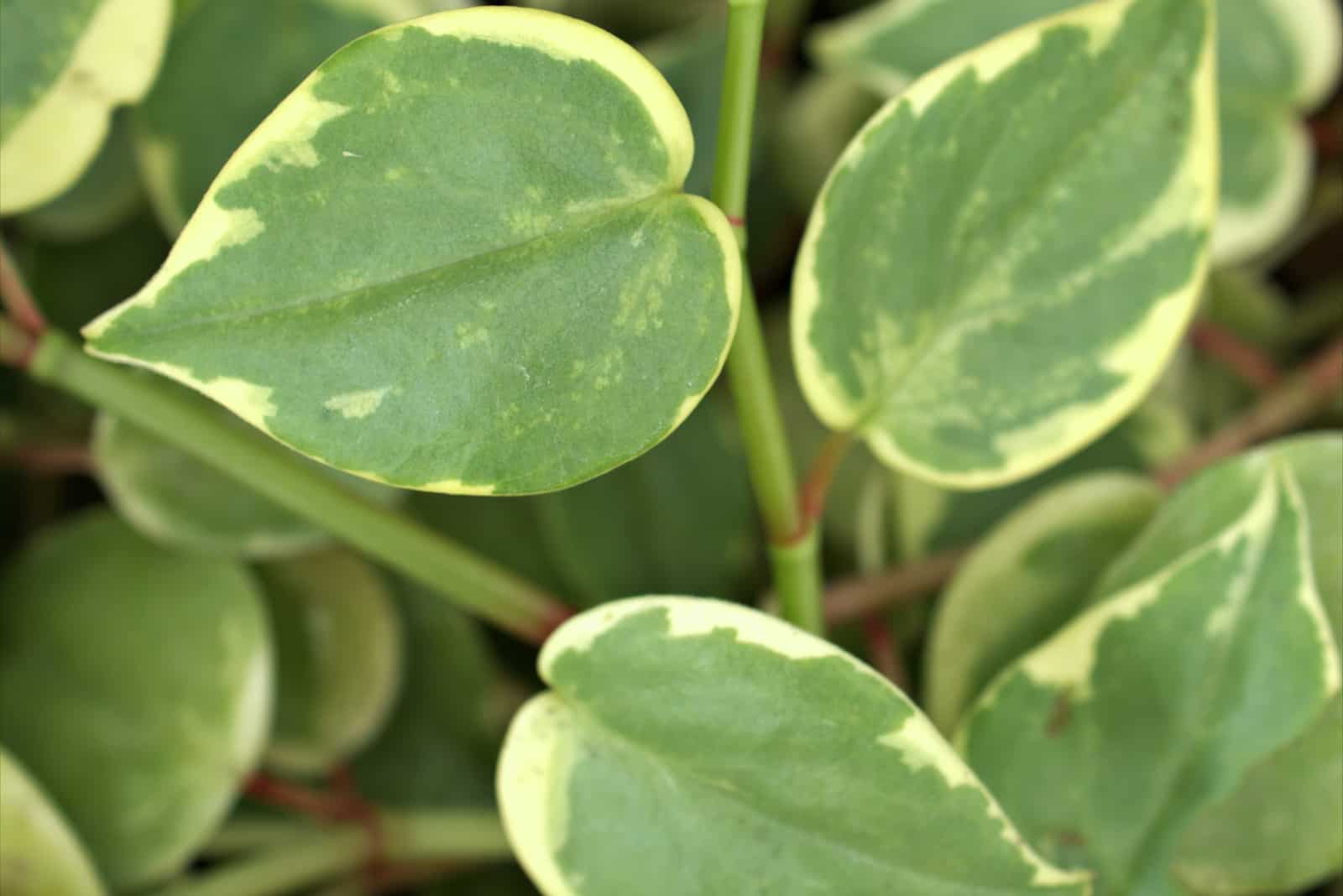 green foliage leaves Peperomia Scandens Serpens variegated