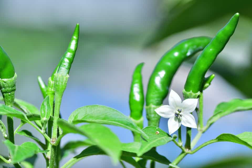 Flowering Peppers All Your Questions Answered