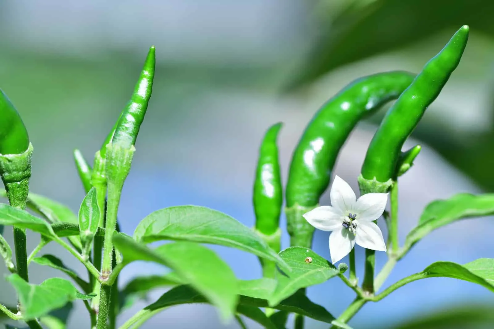 green pepper with white flower