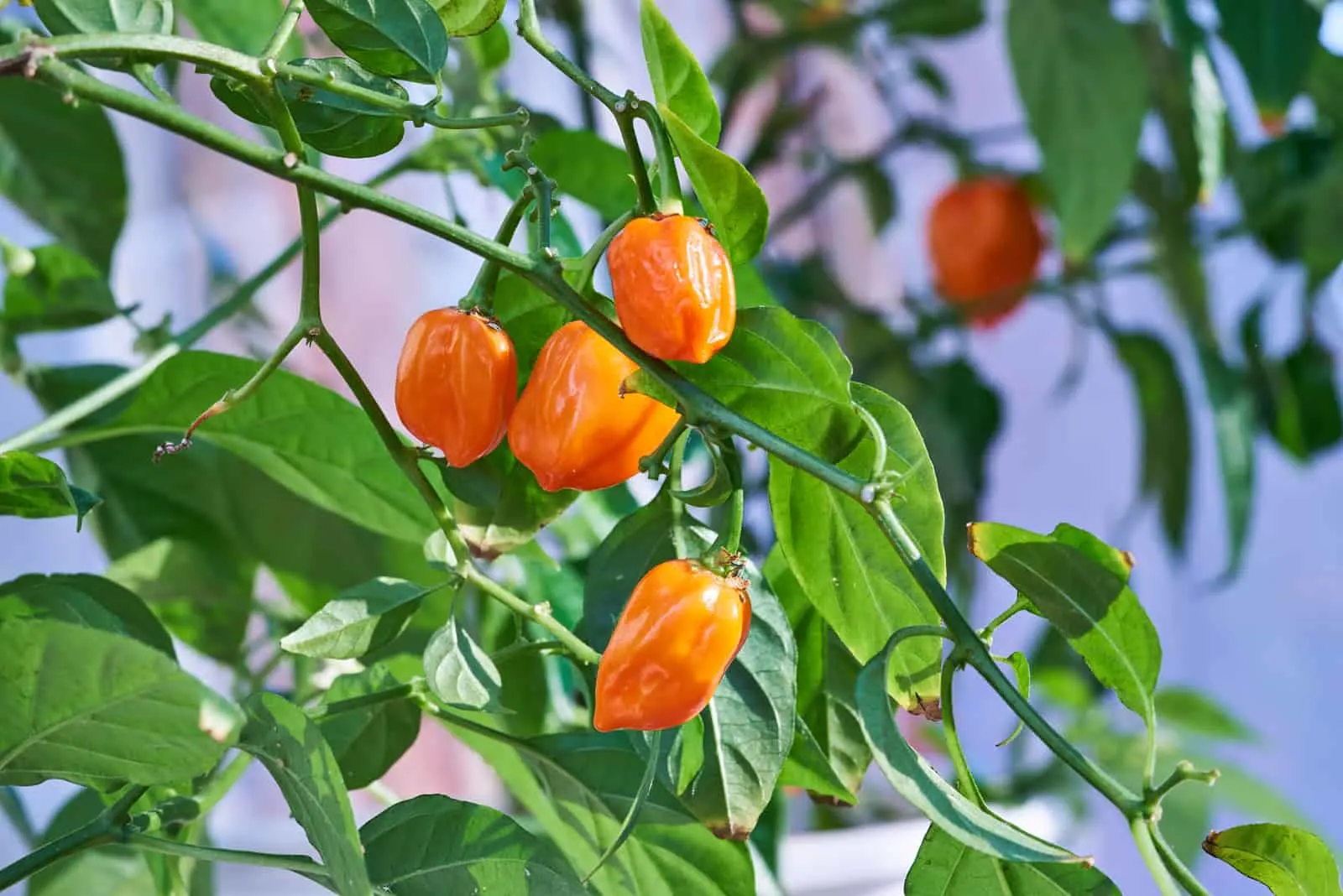 habanero peppers on a plant